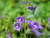Show product details for Adenophora taquetii
